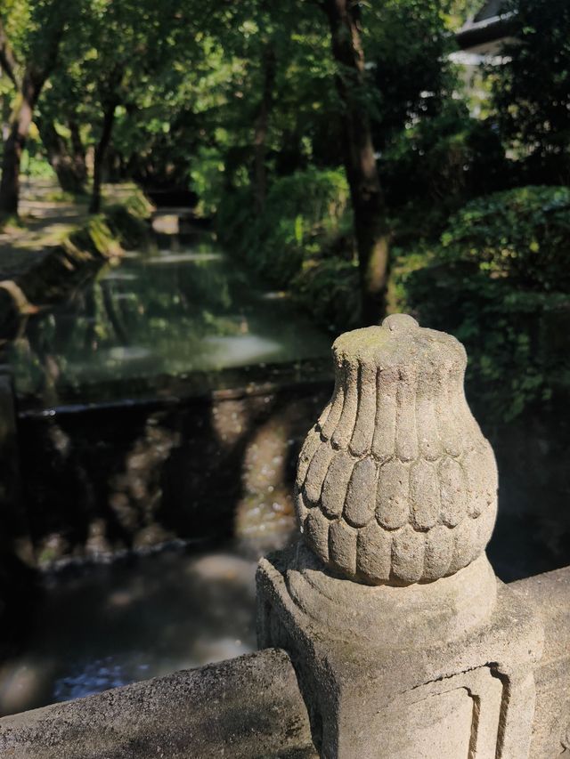 靈谷寺桂花王，10月9日花況。