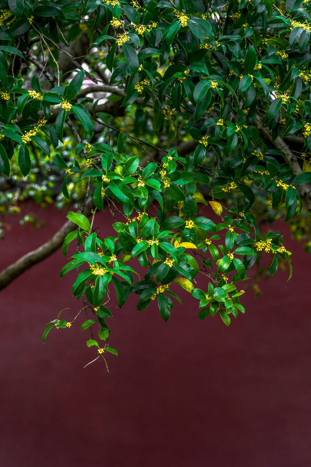 杭州｜錢王祠桂花盛開，紅牆黛瓦展現中式美學。