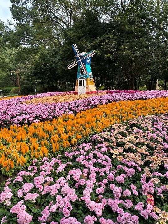 「上海共青森林公園」菊花盛宴，感受大自然鬼斧神工！期待下次再續前緣