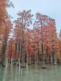 12.7青西郊野公園實景，說說真實感受