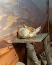 塔爾薩動物園：精彩的野生動物探險之旅 