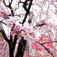 東京景點｜巧遇櫻花盛開~東京賞櫻勝地上野恩賜公園