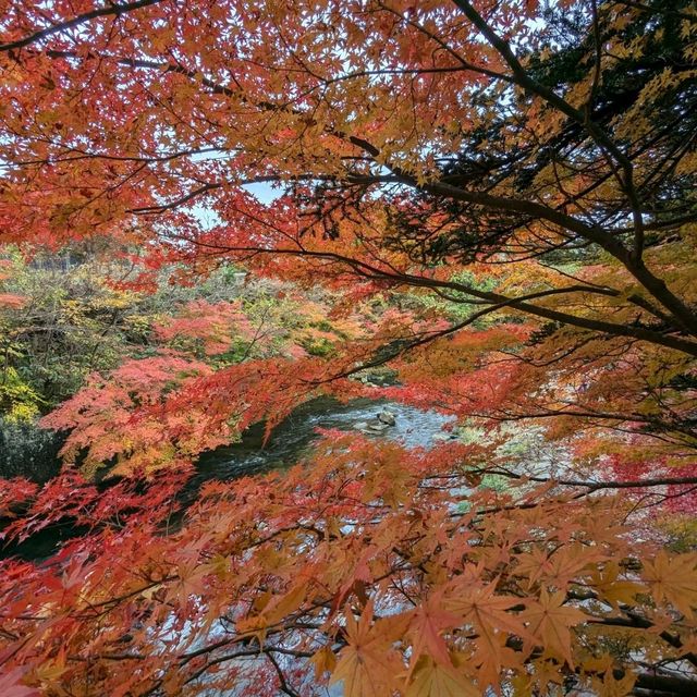 輕津之嵐山，移植自京都的紅葉名所：中野紅葉山