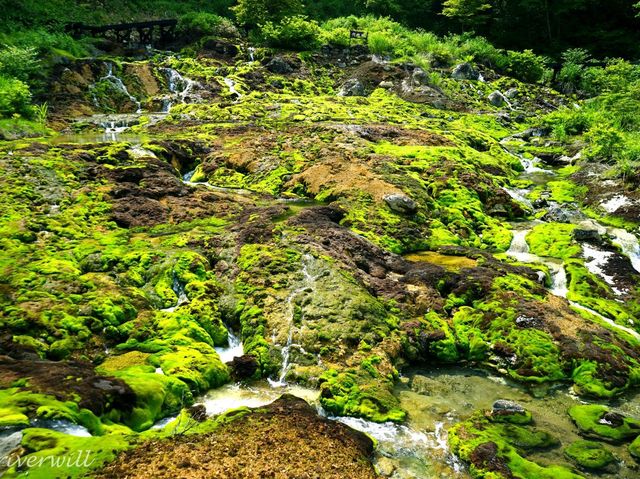 【群馬県】緑の天然ビロードじゅうたん！「チャツボミゴケ公園」