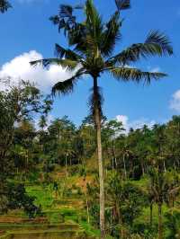 Bali rice terraces 