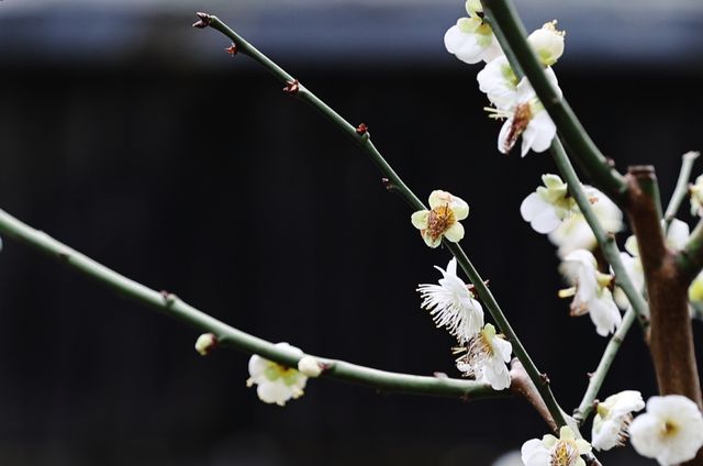 【上海梅花節