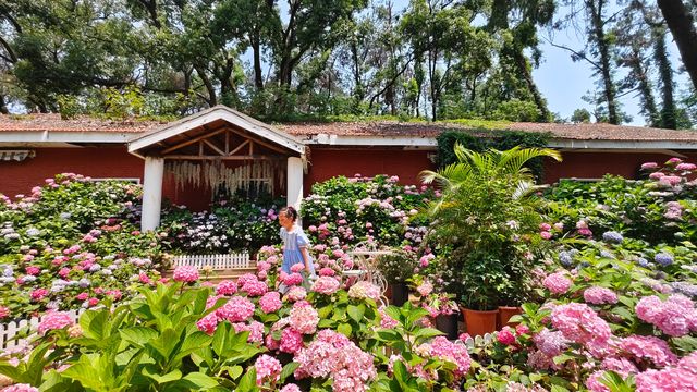 荟萃花影～中科院植物園浪漫的無盡夏繡球花展