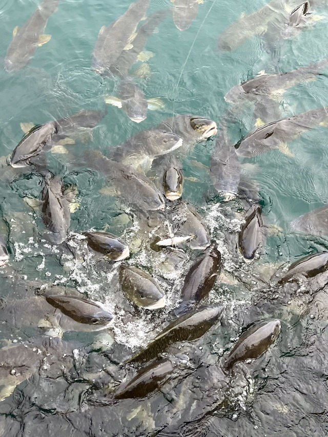 來香港玩總要去海島體驗一次漁民生活吧