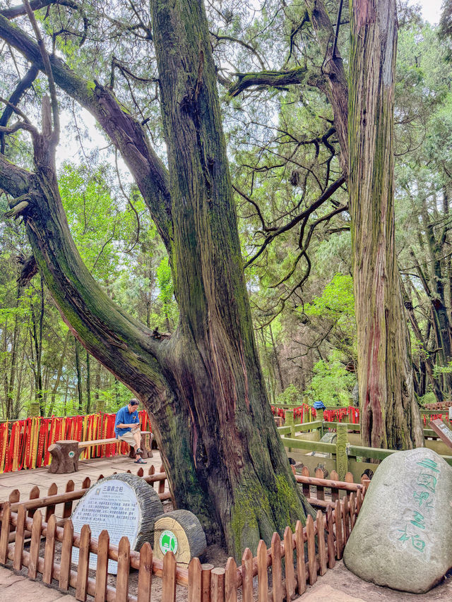 周末去哪兒帶娃重走翠雲廊千年古蜀道