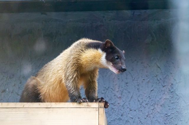 【城市綠洲】北京動物園，家庭親子遊的樂園