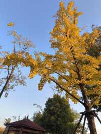 武漢遛娃好去處 | 楊春湖公園：花海中的寶藏樂園