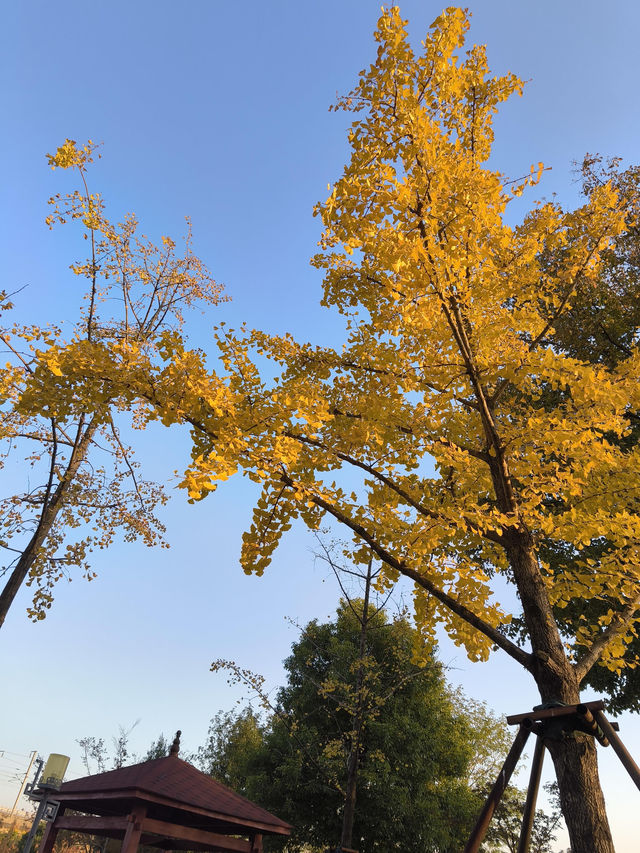 武漢遛娃好去處 | 楊春湖公園：花海中的寶藏樂園