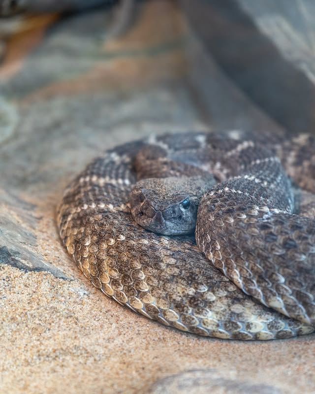 塔爾薩動物園：精彩的野生動物探險之旅 