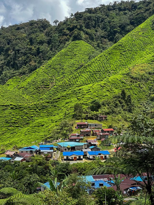 The amazing valleys of the Cameron Highlands