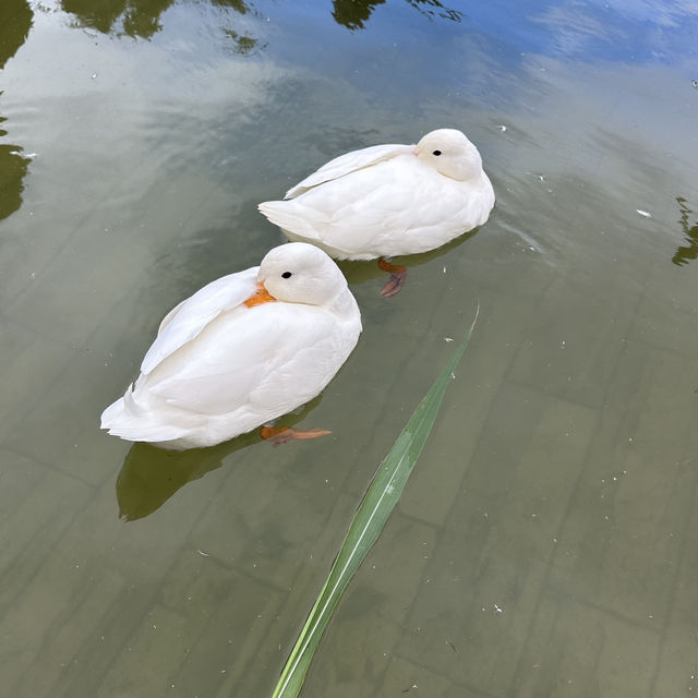 廢物媽媽農場，近距離接觸友善動物