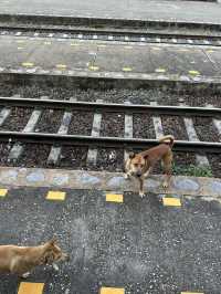 タイ鉄道の旅🚃