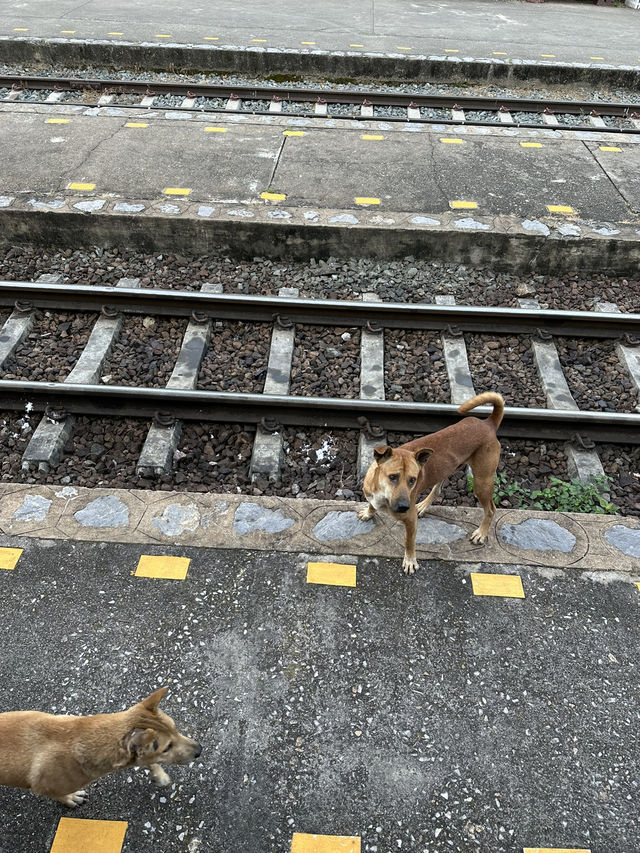 タイ鉄道の旅🚃