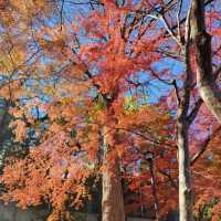 Enjoying Nature at Inokashira Park