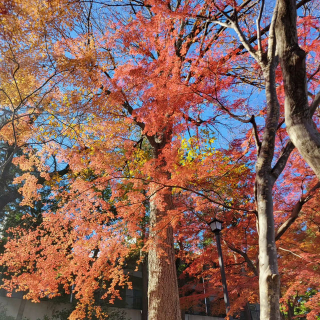 Enjoying Nature at Inokashira Park