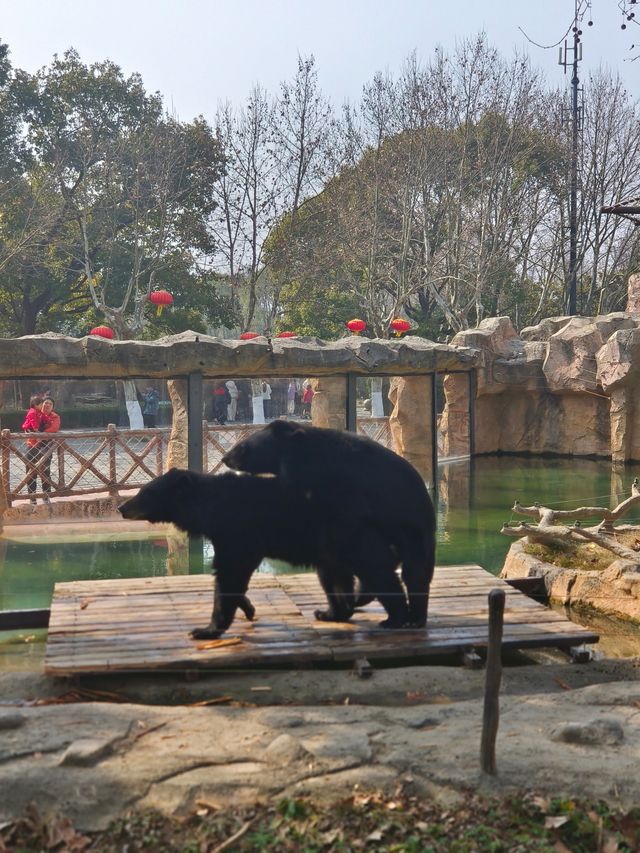 上海野生動物園一日遊花銷