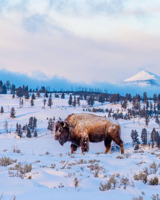 Winter Wonderland: 5-Day Yellowstone National Park Tour