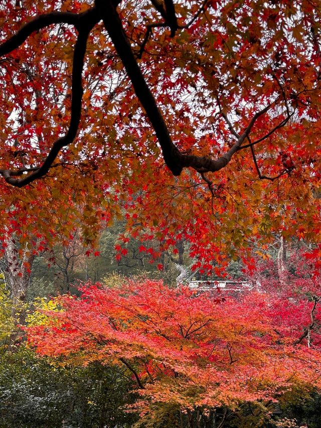 杭州｜虎跑秋韻，霜染楓紅醉幽林