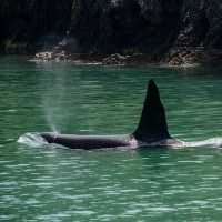 阿卡羅阿的海豚奇遇：與友善的海洋生物親密接觸