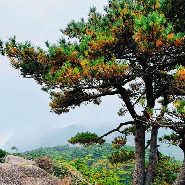 鷹峯山：雲霧秋日🏞️