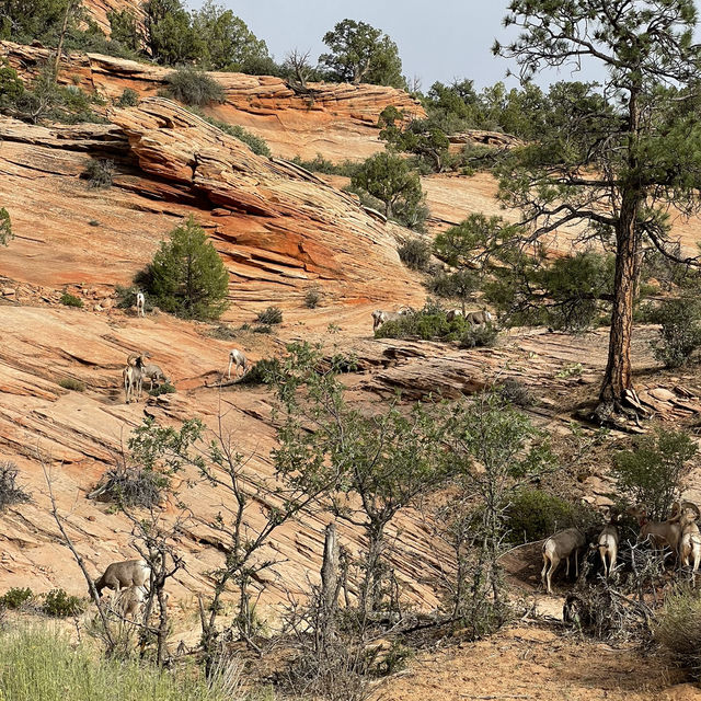 Top tips for wildlife sighting in Zion National Park 🇺🇸