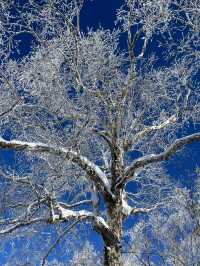 沒約上哈爾濱冰雪大世界，這些地方也不錯！