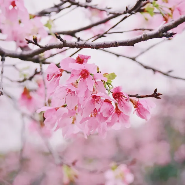 海珠濕地公園宮粉紫荊和櫻花競相綻放！