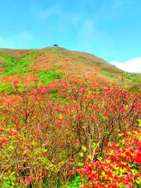 約會浏陽大圍山，在花海漫遊，雲中信步