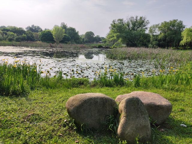 遇見最美月季合肥植物園