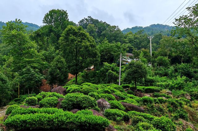 這裡被譽為最美茶園——老霧沖景區。