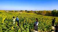 徒步、觀景、登小山都適宜。