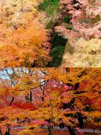 京都東福寺楓葉‖賞秋旅遊打卡避坑攻略。