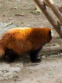 冬季反向遊 | 附上海動物園互動遊玩攻略