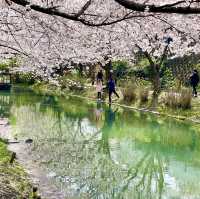 🇯🇵Stunning Place for Sakura in Kyoto🌸