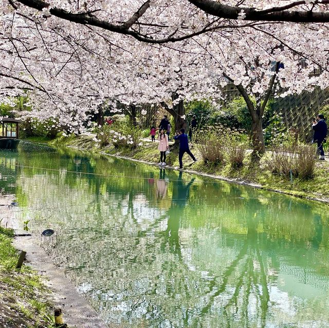 🇯🇵Stunning Place for Sakura in Kyoto🌸