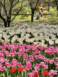 花海春夢：北京國家植物園的絢麗郁金香