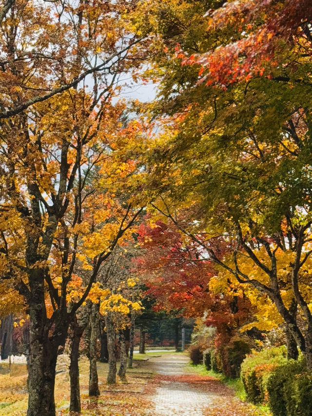 🍁 紅葉が織りなす秋の楽園：軽井沢の紅葉 🍂  