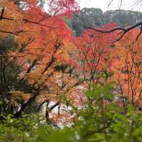 A Magical Fukuoka Experience: A Blend of History, Nature, and Festive Lights