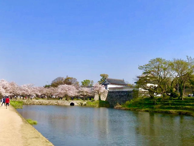 福岡的綠意天堂—舞鶴公園