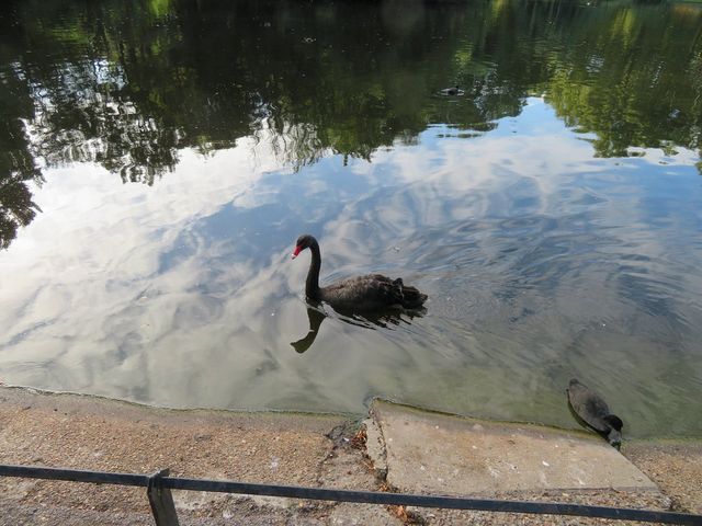 St. James Park: London's Serene Urban Escape