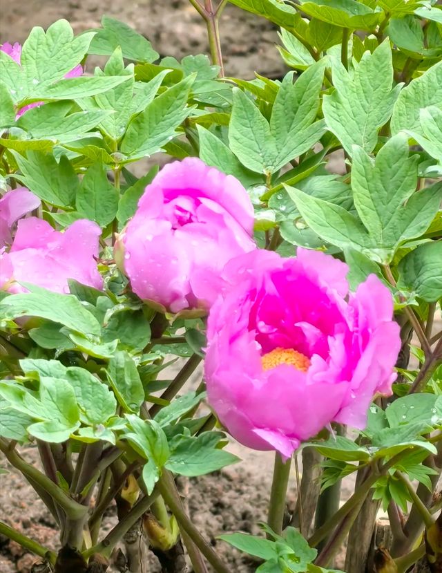 上海中山公園牡丹遊園會來啦，這個週末來賞花聽曲吧