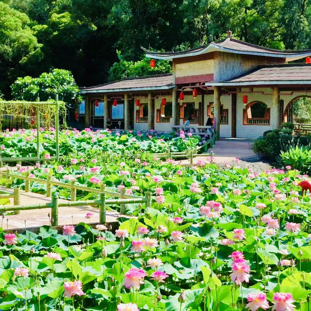 夏日當然要來廣州蓮花山賞蓮花啦