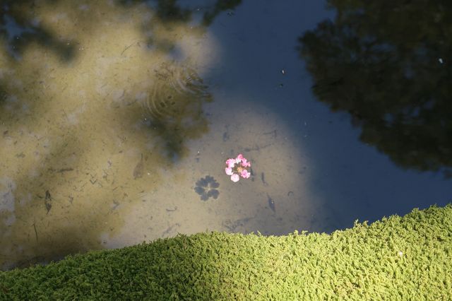 西芳寺（苔寺）｜京都的夏 美哭了