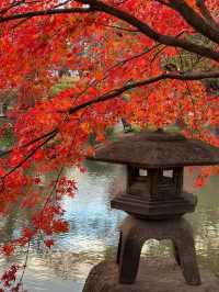 Explore the Stunning Autumn Foliage at Toji Temple in Kyoto!