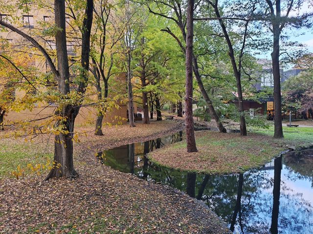 札幌北海道大學楓紅景色。