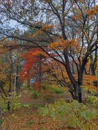 札幌北海道大學楓紅景色。